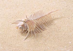 おすすめの名入れ記念品のアイテム