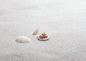 プラダンのシートを販売している卸サイト