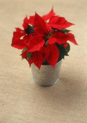 缶バッチを小ロットで依頼できる通販店